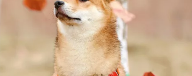 Dogecoin Hits New All-Time High After eToro, Gemini Listings